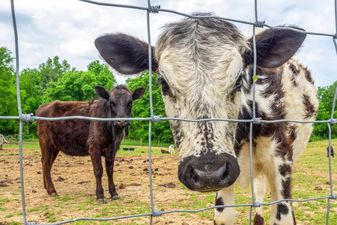 Brownsville Almost Heaven Farmers Paradise On 50 Acres!ヴィラ エクステリア 写真