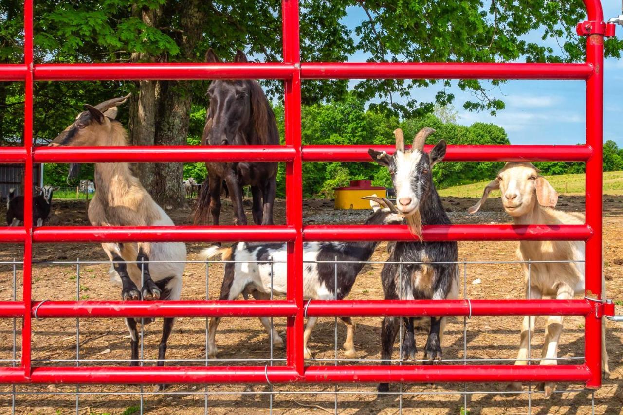 Brownsville Almost Heaven Farmers Paradise On 50 Acres!ヴィラ エクステリア 写真